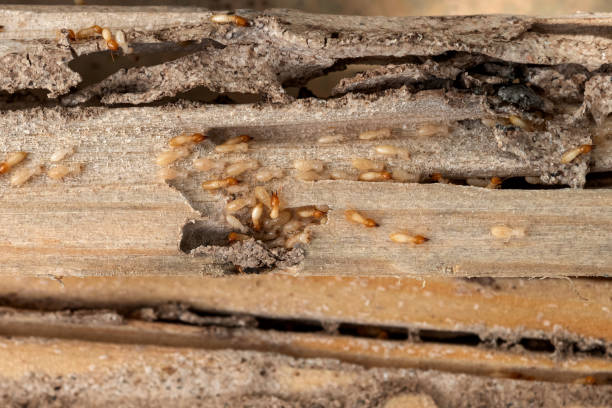 Best Best Pest Control Companies  in Brandenburg, KY