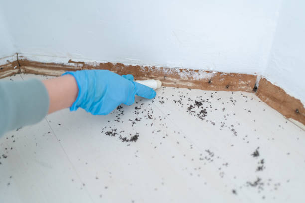 Best Pest Prevention Services  in Brandenburg, KY
